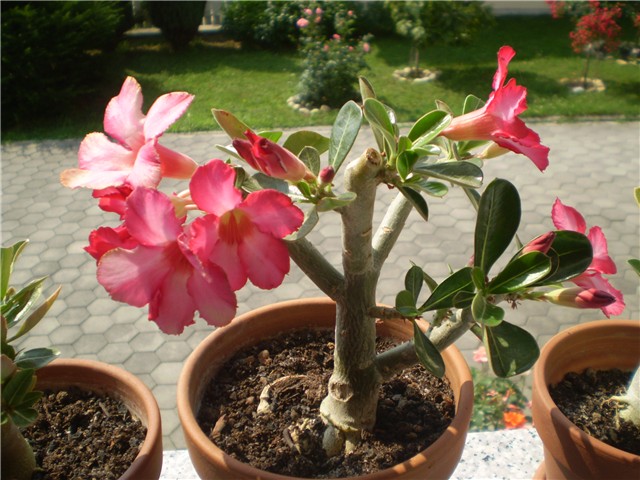 adenium